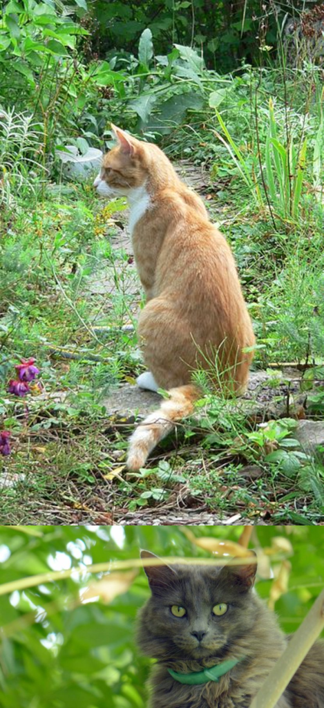 Cómo ahuyentar gatos del jardín