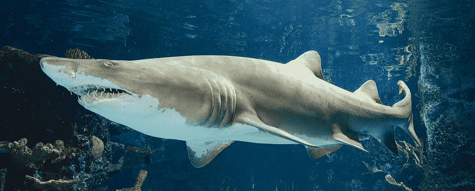 Cómo caza el Carcharias Taurus