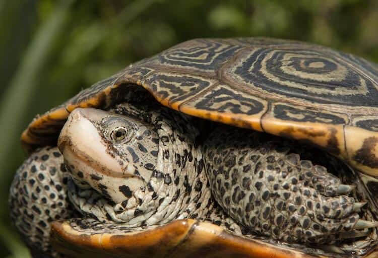 Terrapín de espalda de diamante