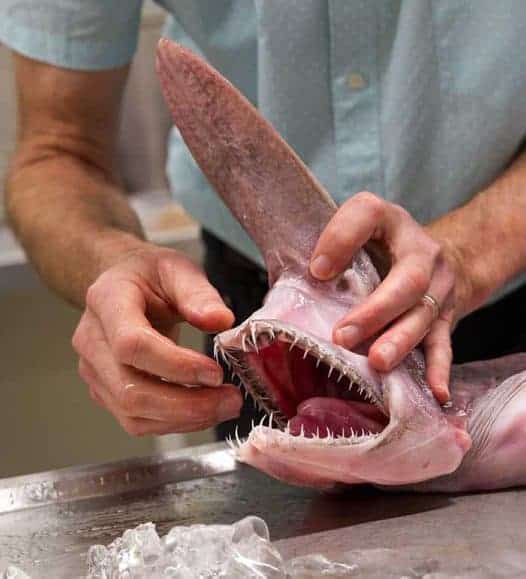 Dientes de tiburón duende