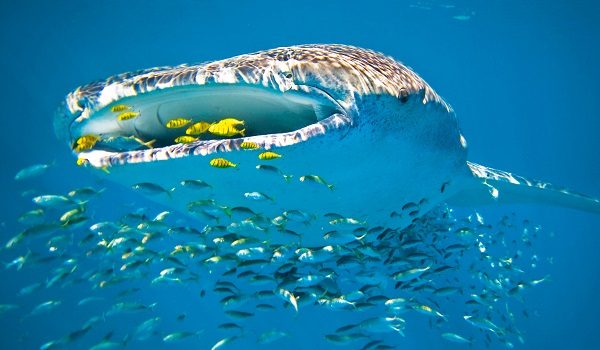 Dieta tiburón ballena