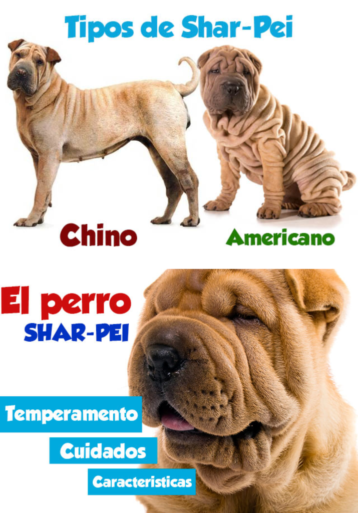 Diferencias entre Shar Pei chino y americano