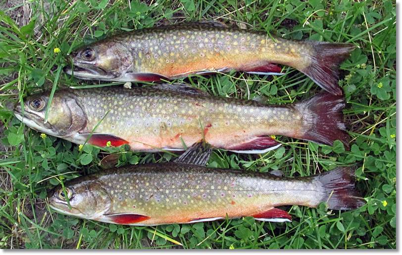 Diferentes tamaños de salvelinus