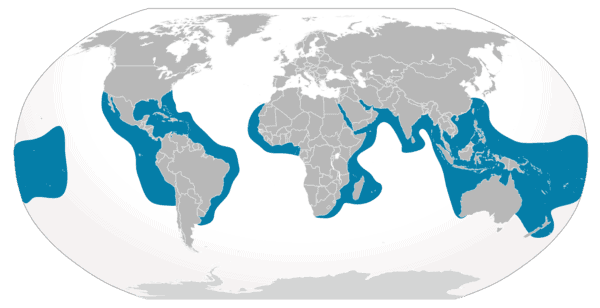 Distribución del hábitat geográfico tiburón tigre