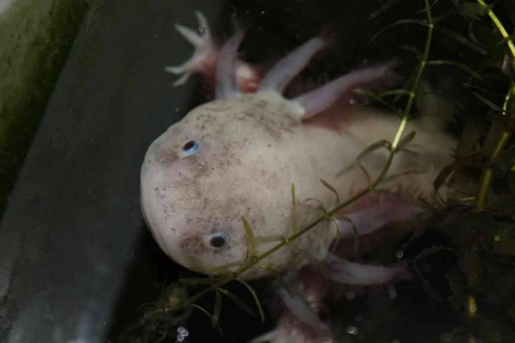 ¿Mueren fácilmente los axolotl? 10 amenazas comunes para la longevidad de su ajolote 2 Mueren fácilmente los axolotl 1 1 ¿Mueren fácilmente los axolotl? 10 amenazas comunes para la longevidad de su ajolote
