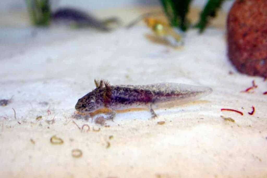¿Se comen los axolotes a sus bebés? ¿Por qué y cómo evitarlo? 2 ¿Los axolotl se comen a sus bebés 1 1 ¿Los axolotl se comen a sus bebés? ¿Por qué y cómo evitarlo?