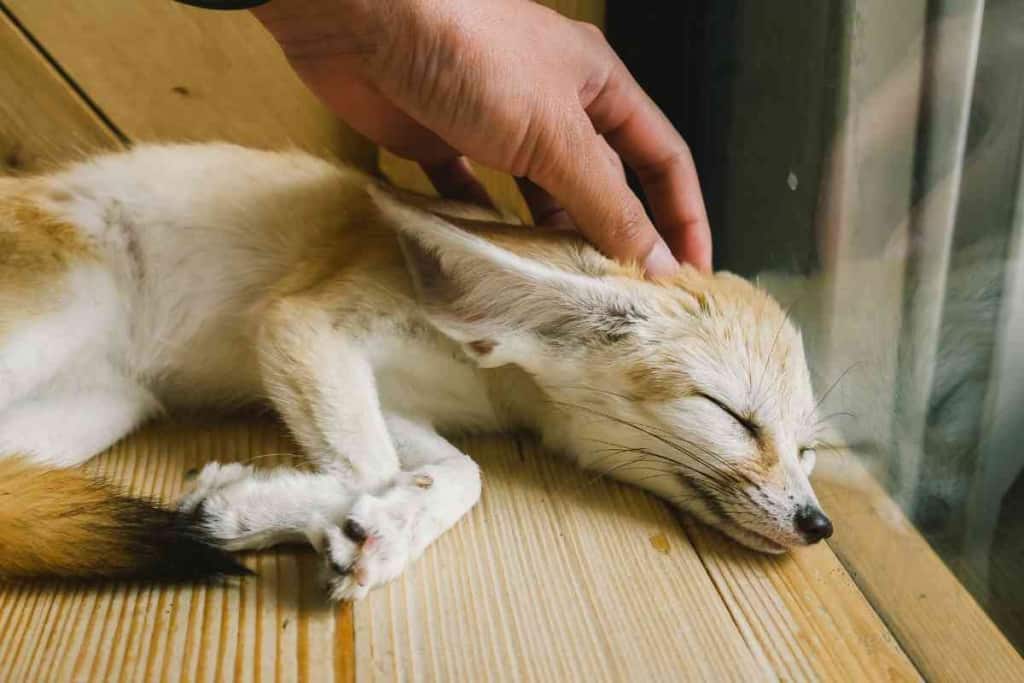 ¿Son los zorros Fennec buenas mascotas? 2 ¿Son los zorros fennec buenos animales de compañía? 1 1 ¿Son los zorros fennec buenos animales de compañía?