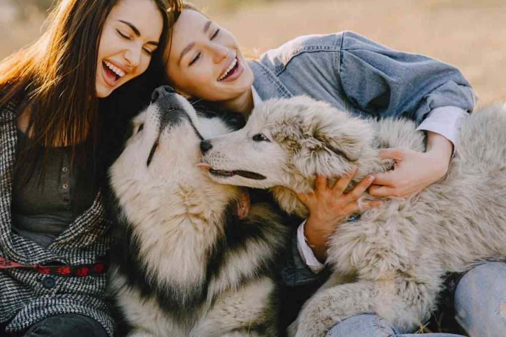 ¿Les gusta abrazar a los Huskies Siberianos? 2 ¿Les gusta abrazar a los Huskies Siberianos? ¿Les gusta abrazar a los Huskies Siberianos?