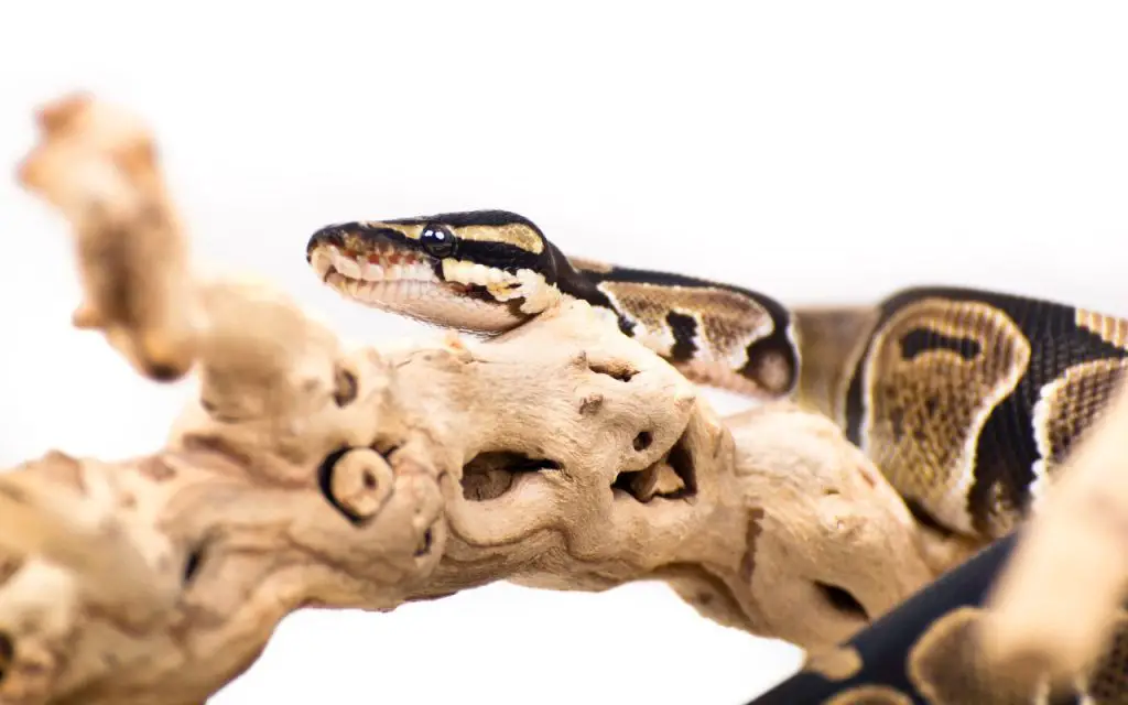 pitón bola hábitat natural