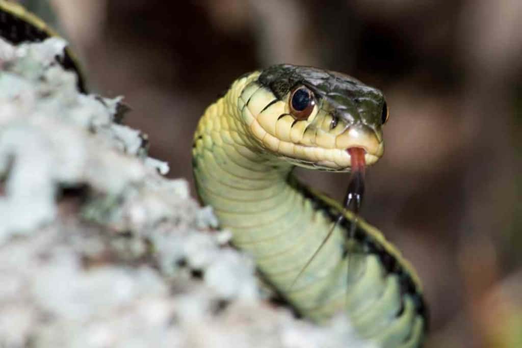 Serpientes de liga en Petco: ¡Averigüe si le espera un amigo escurridizo! 3 ¿Vende Petco serpientes de liga? 3 1 Serpientes de liga en Petco: ¡Averigüe si su amigo escurridizo le espera!