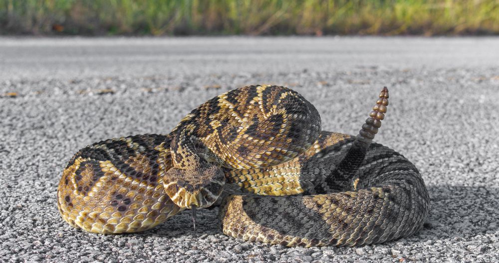 Serpiente de espalda de diamante oriental
