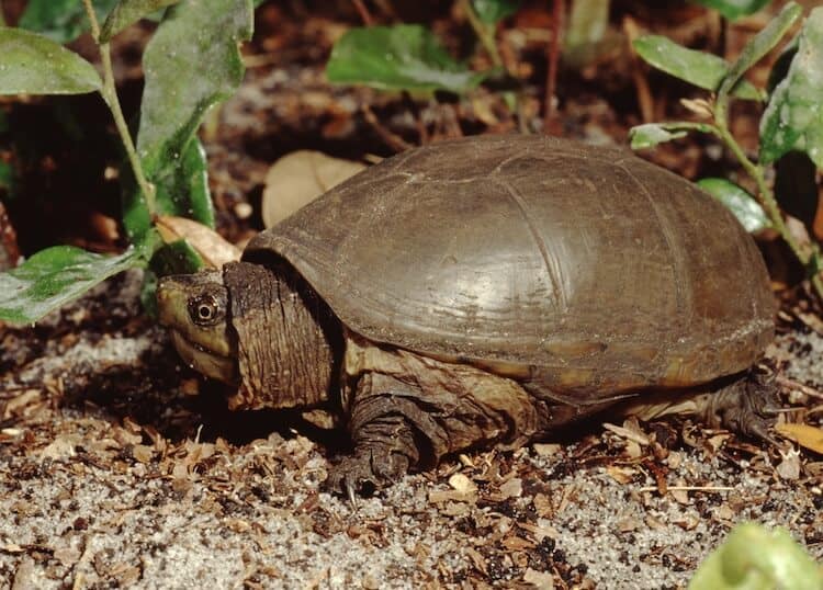 Tortuga de barro oriental