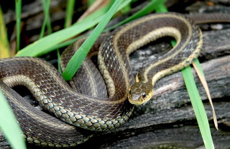 Lirio oriental acurrucado en un tronco