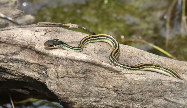 Culebra de cinta oriental tomando el sol sobre un tronco