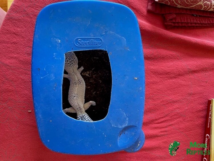 Caja de puesta