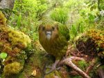 kakapo