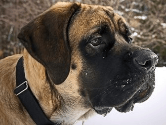 English Mastiff
