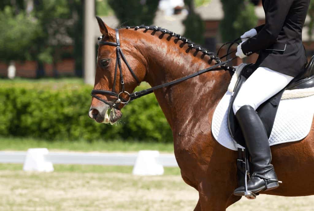 Equipación básica para montar a caballo | Animalesis