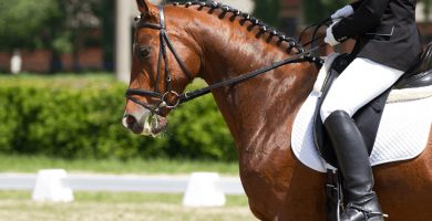 Equipación básica para montar a caballo