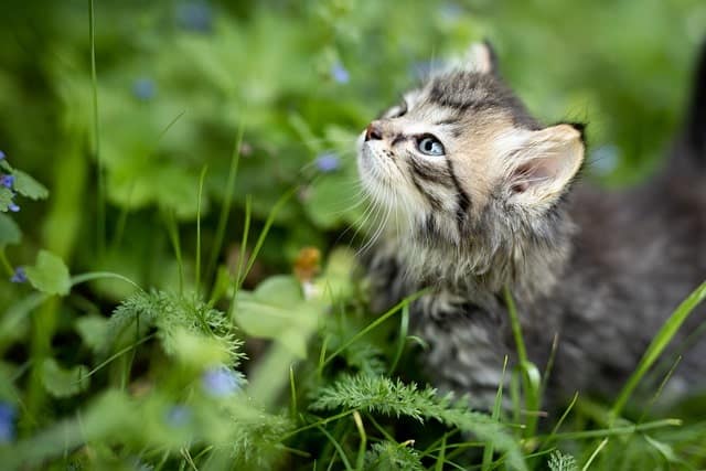 Estímulos olfativos para gatos