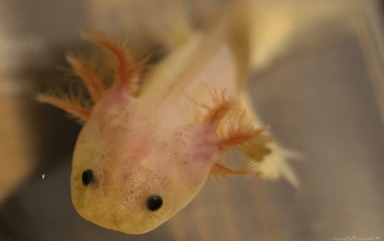 Datos sobre los Axolotl