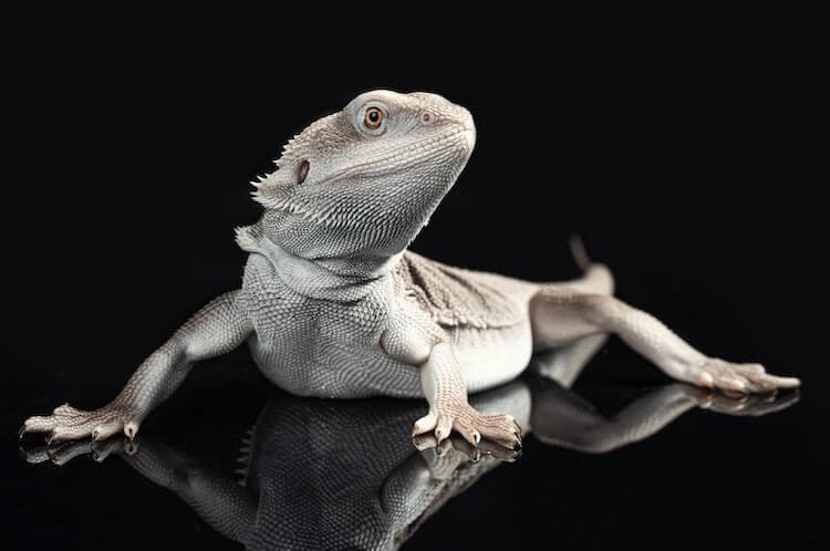 Dragón barbudo de lujo