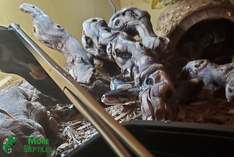 Pinzas de alimentación para pitón bola