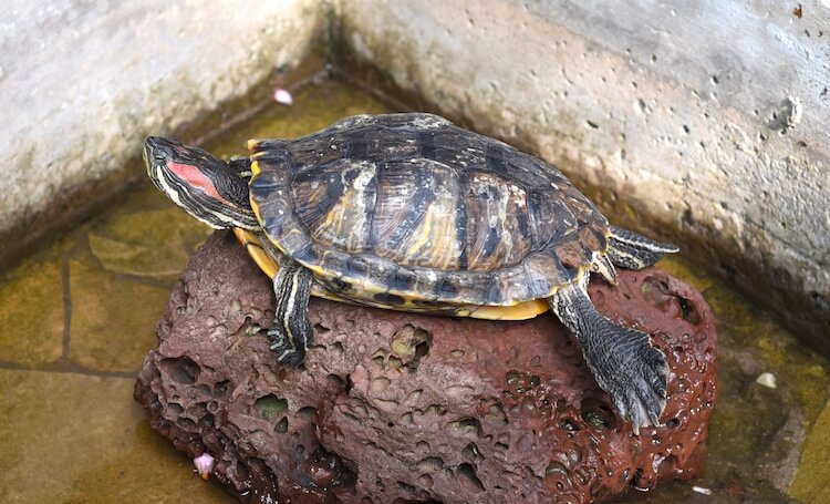 Hembra de deslizador de orejas rojas