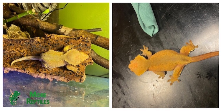 Fired Down Crested Gecko