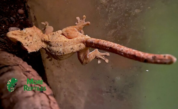 Gecko crestado adulto con 74 gramos