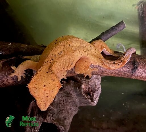 Gecko crestado adulto con 77 gramos
