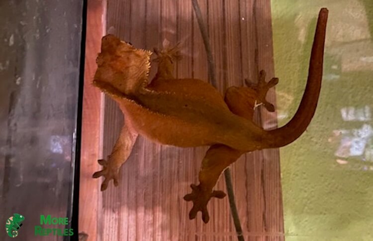 Gecko crestado adulto con 85 gramos