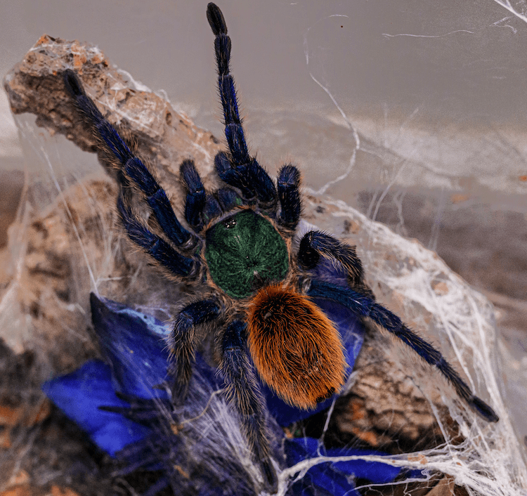 Tarántula GBB