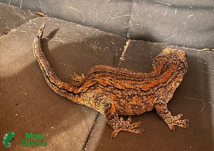 Gecko gárgola con espina dorsal torcida
