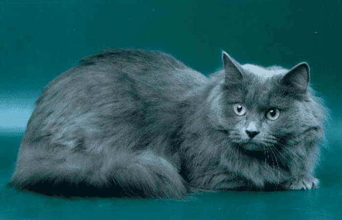 Gato de color azul