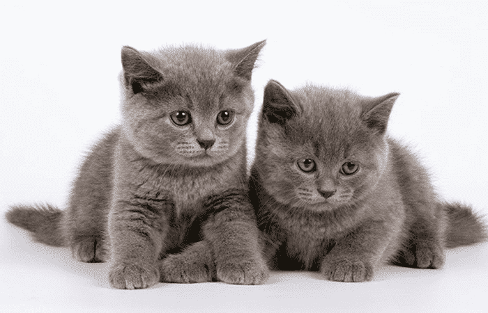 Gato de pelo corto