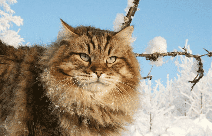 Gato del bosque