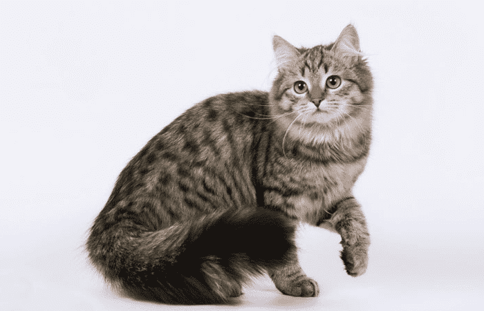 Gato manchado negro