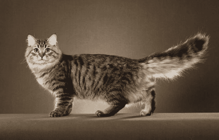 Gatos con rayas de color