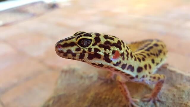 Gecko leopardo como mascota