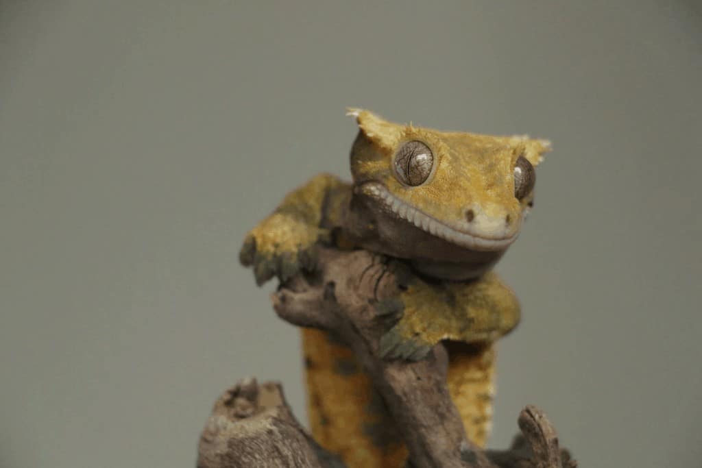 Geckos