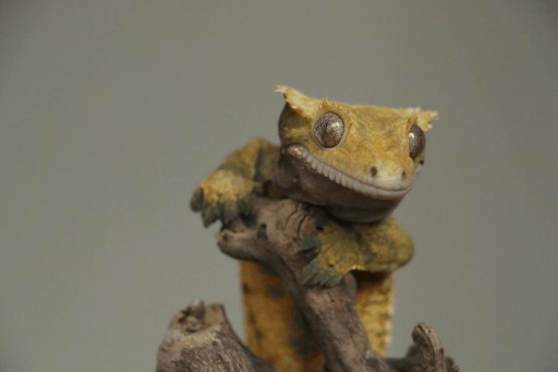 Geckos