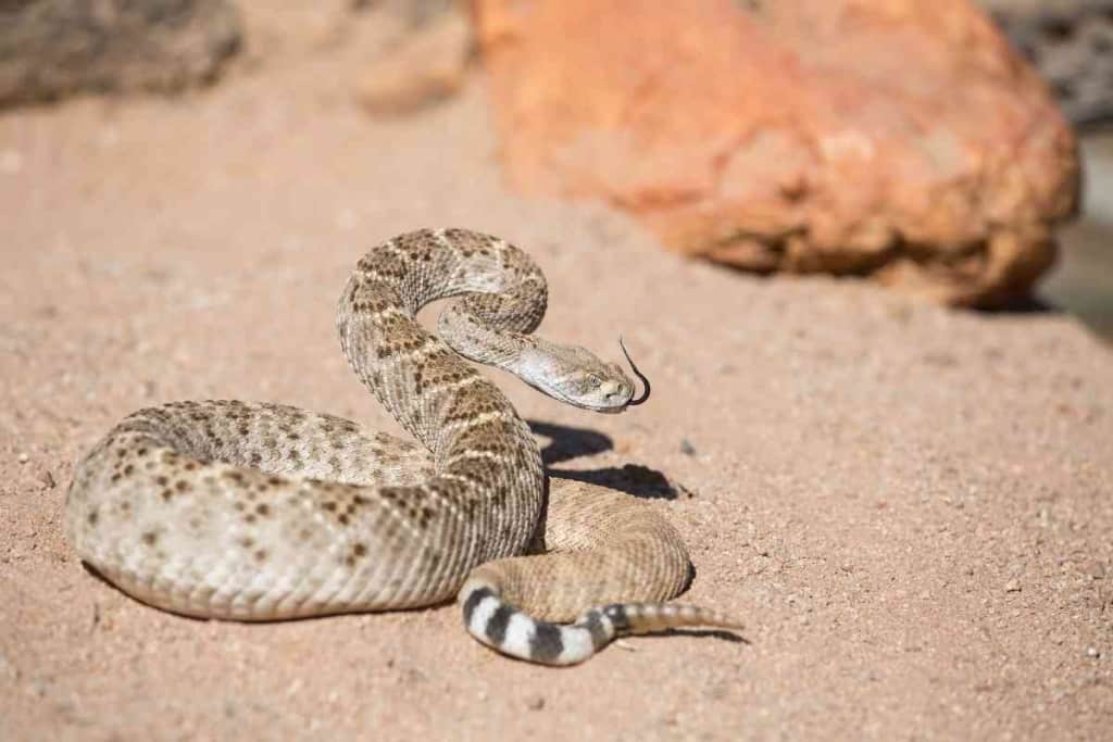 Serpiente de Gopher Vs. Serpiente de cascabel: 10 diferencias clave explicadas 2 Serpiente de topo vs. serpiente de cascabel 1 1 Serpiente de topo vs. serpiente de cascabel: 10 diferencias clave explicadas