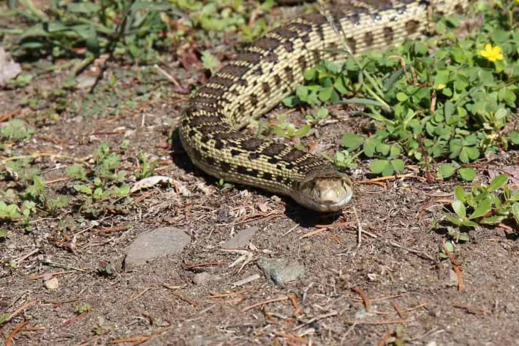Serpiente de topos y serpiente de cascabel: 10 diferencias clave explicadas 3 Serpiente de Gopher vs. Serpiente de Cascabel 2 Serpiente de Gopher vs. Serpiente de Cascabel: 10 diferencias clave explicadas