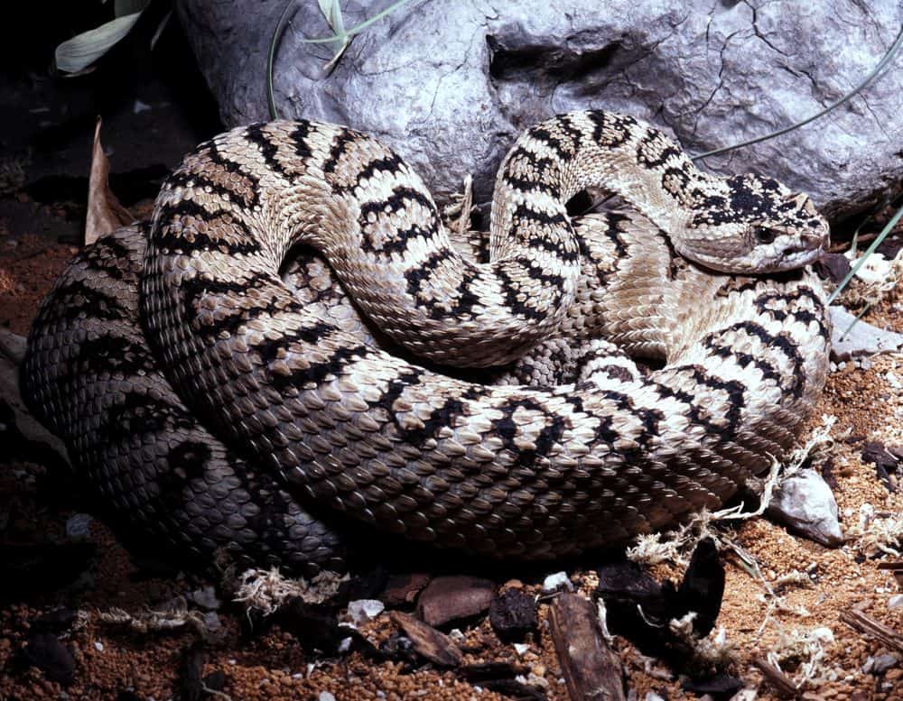 Serpiente de cascabel de las grandes cuencas