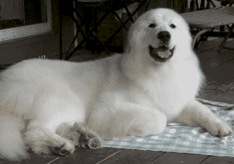 Great Pyrenees