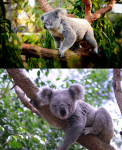 Hábitat Koalas