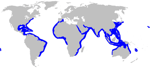 Hábitat mapa de distribucción tiburón martillo festoneado