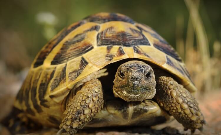 Tortuga de Hermann