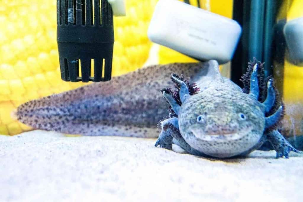 ¿Hasta dónde pueden saltar los Axolotl? 2 ¿Hasta dónde pueden saltar los axolotl 1 1 ¿Hasta dónde pueden saltar los axolotl?